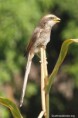 /album/photogallery/yellow-billed-shrike-lamin-gambia-jpg/